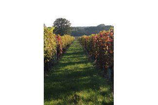 vino